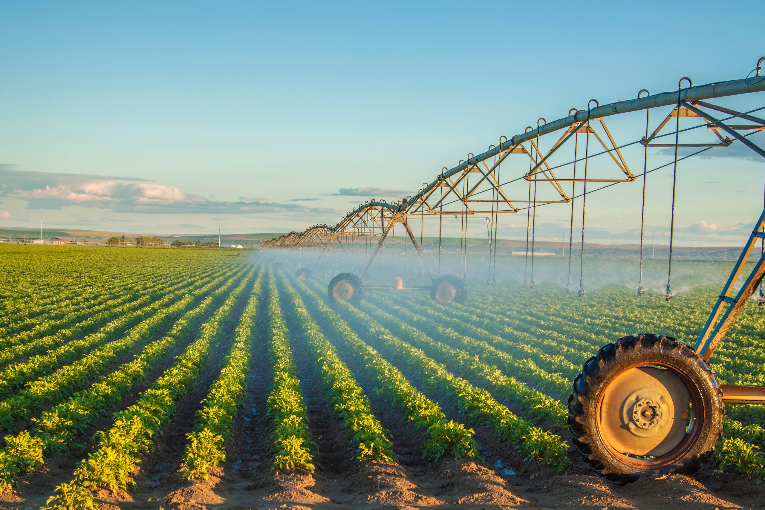 potato field irrigated by a pivot sprinkler system